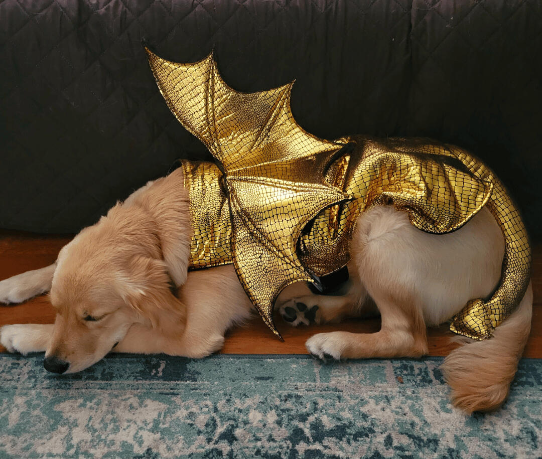 Pepper, the Golden Dragon Image of a sleeping golden retriever in a gold dragon costume.